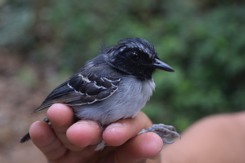 Myrmoborus myotherinus