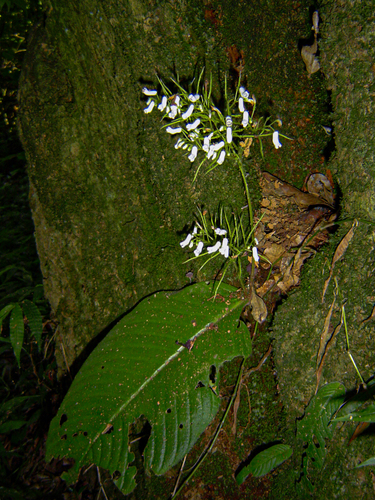 Streptocarpus umtaliensis
