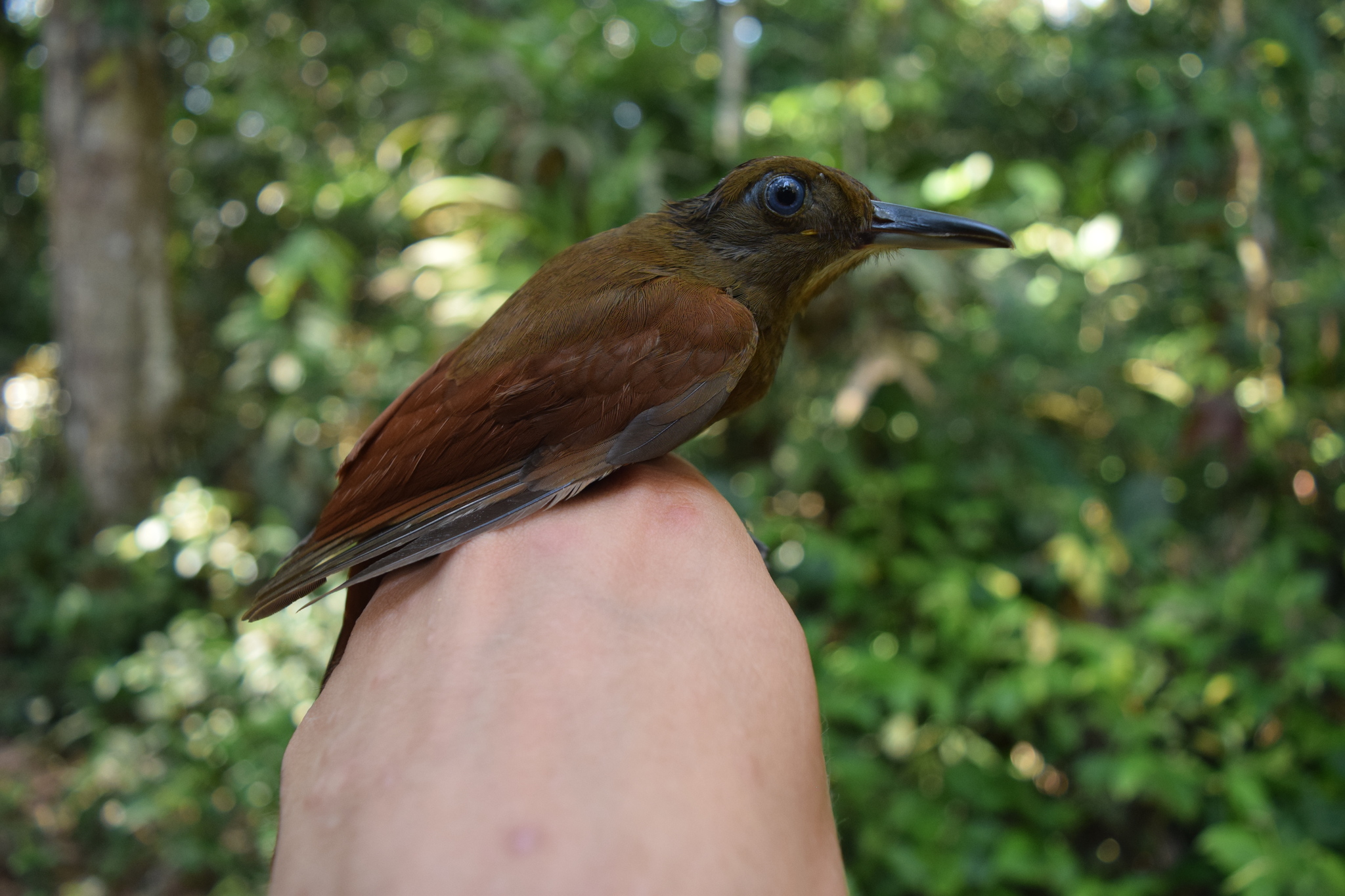 White-chinned Woodcreeper (Dendrocincla merula), photo 2