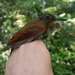 White-chinned Woodcreeper - Photo (c) Ben Hayden, some rights reserved (CC BY-NC), uploaded by Ben Hayden