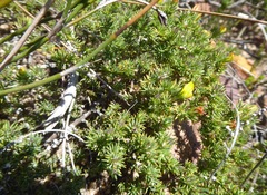 Aspalathus juniperina juniperina