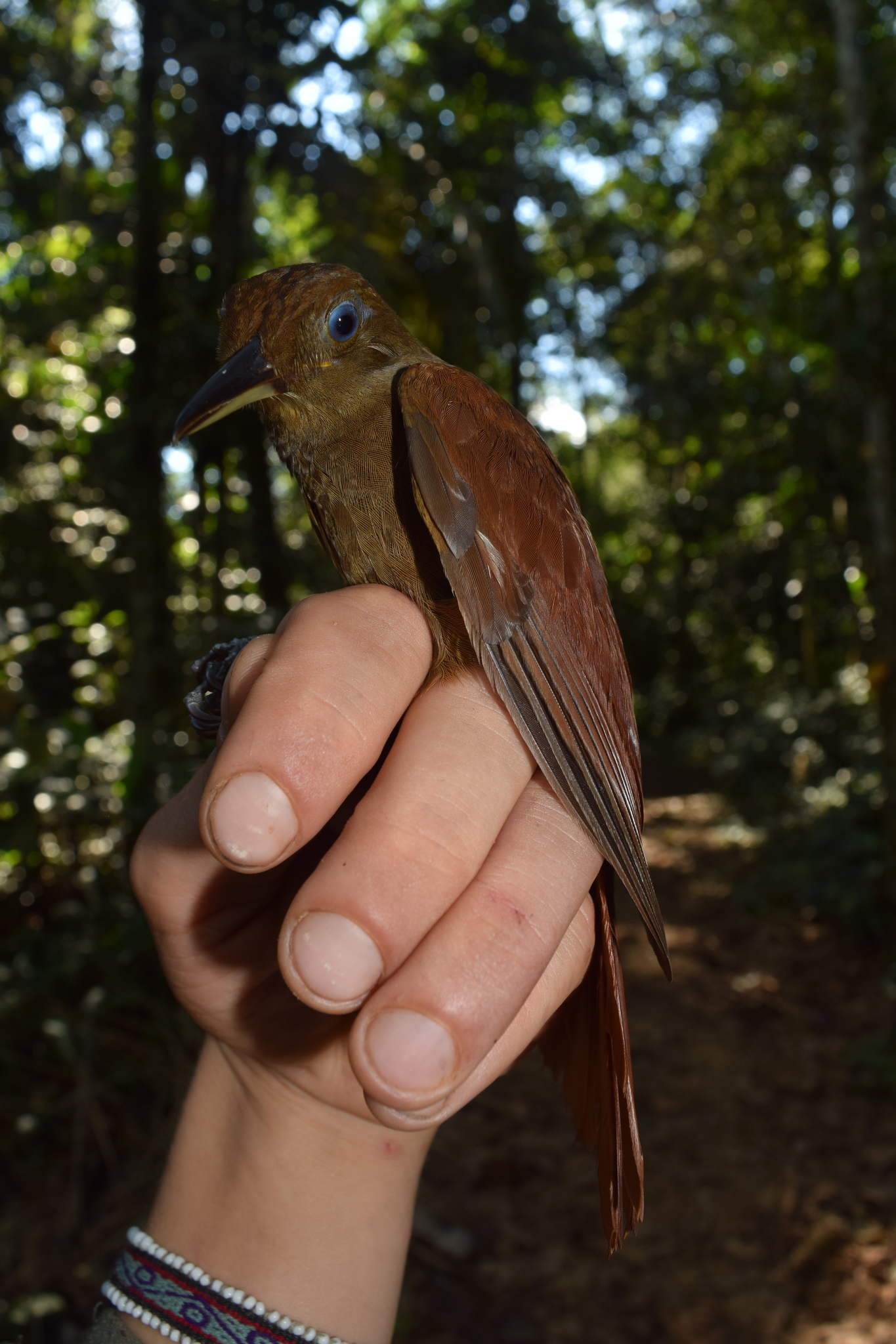 White-chinned Woodcreeper (Dendrocincla merula), photo 3