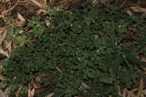 Image of Lotus Sweetjuice (Glinus lotoides) by (c) Thomas Mesaglio, some rights reserved (CC BY)