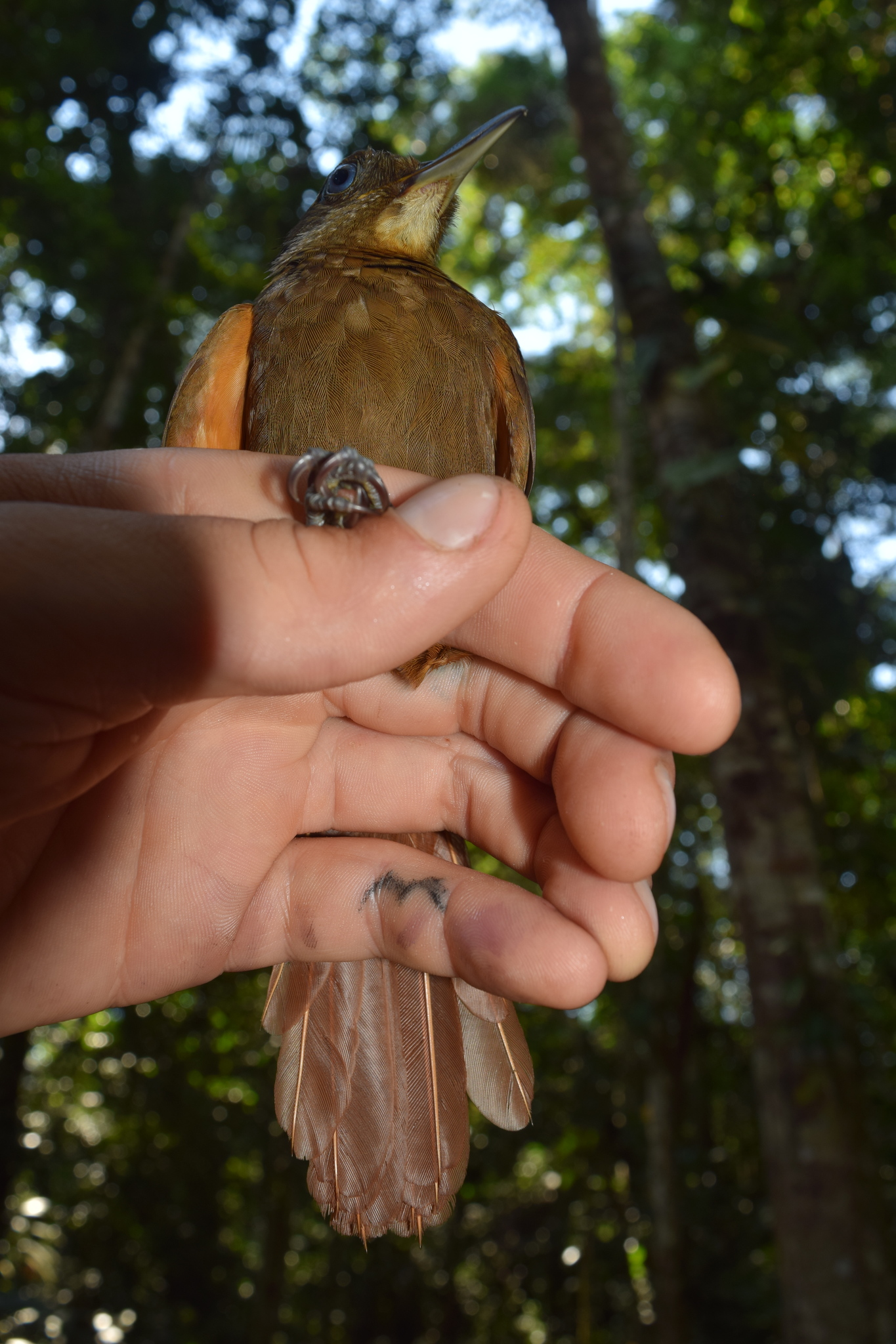 White-chinned Woodcreeper (Dendrocincla merula), photo 6