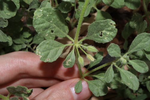 Image of Glinus lotoides by (c) Thomas Mesaglio, some rights reserved (CC BY)