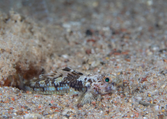 Black-Spot Cabillus photo 2