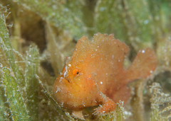 Randall's Frogfish photo 3