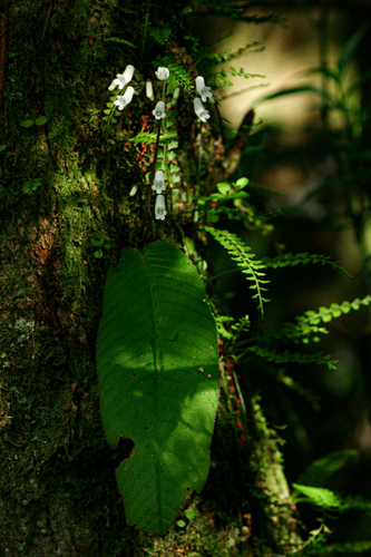 Streptocarpus umtaliensis image