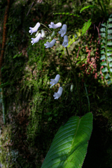 Streptocarpus umtaliensis image