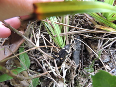 Proepisphales rugicollis