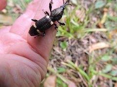 Proepisphales rugicollis