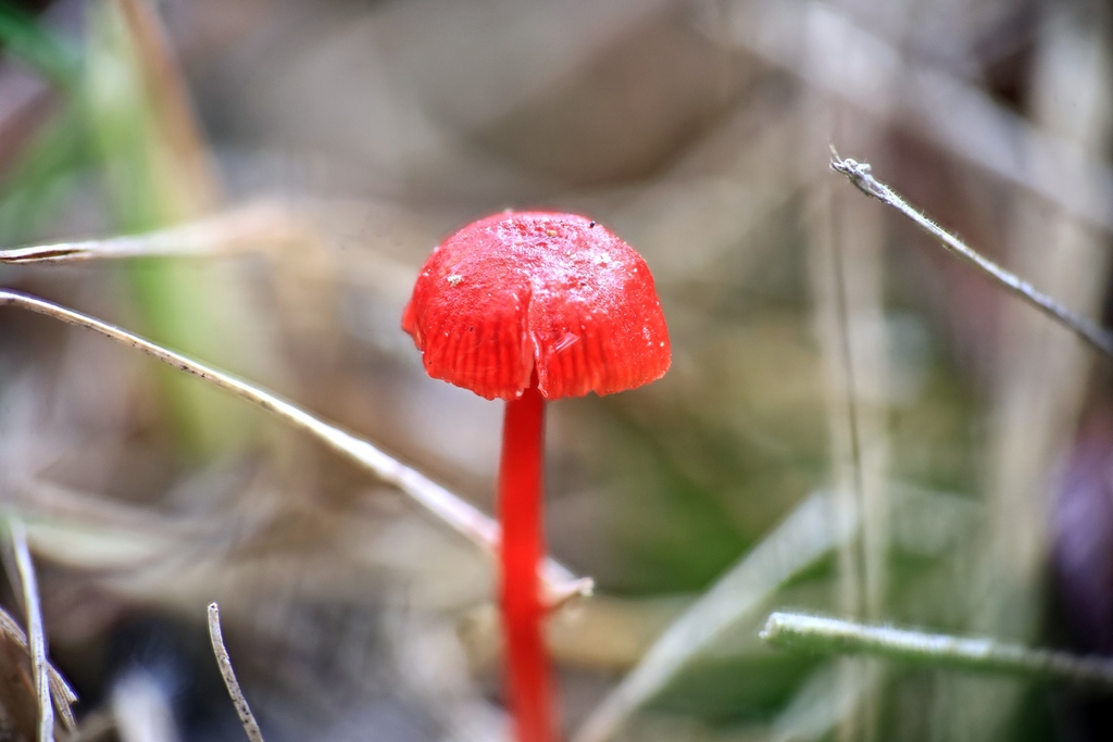Ruby Bonnot ruby bonnet from Guys Hill VIC 3807, Australia on March 31, 2023 at 01: ...
