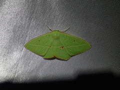 Tanaoctenia haliaria