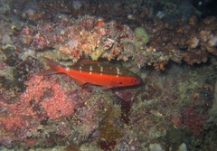Dark-Banded Fusilier photo 2