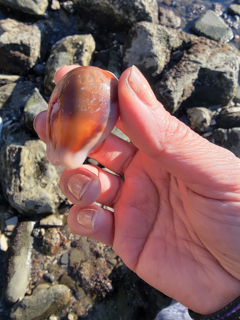Chestnut Cowry from Coastal San Pedro, Los Angeles, CA, USA on March 26 ...