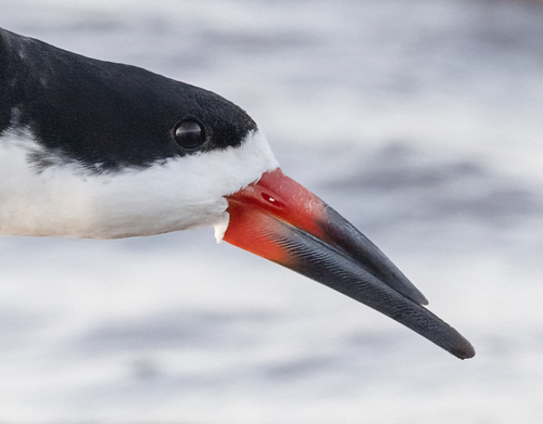 Black Skimmer, photo 4 of 10