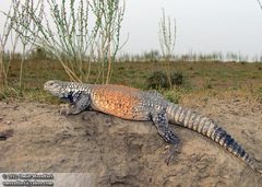 Iraqi Mastigure photo 3