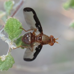 Diacrita costalis