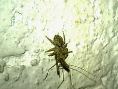 Mexigonus