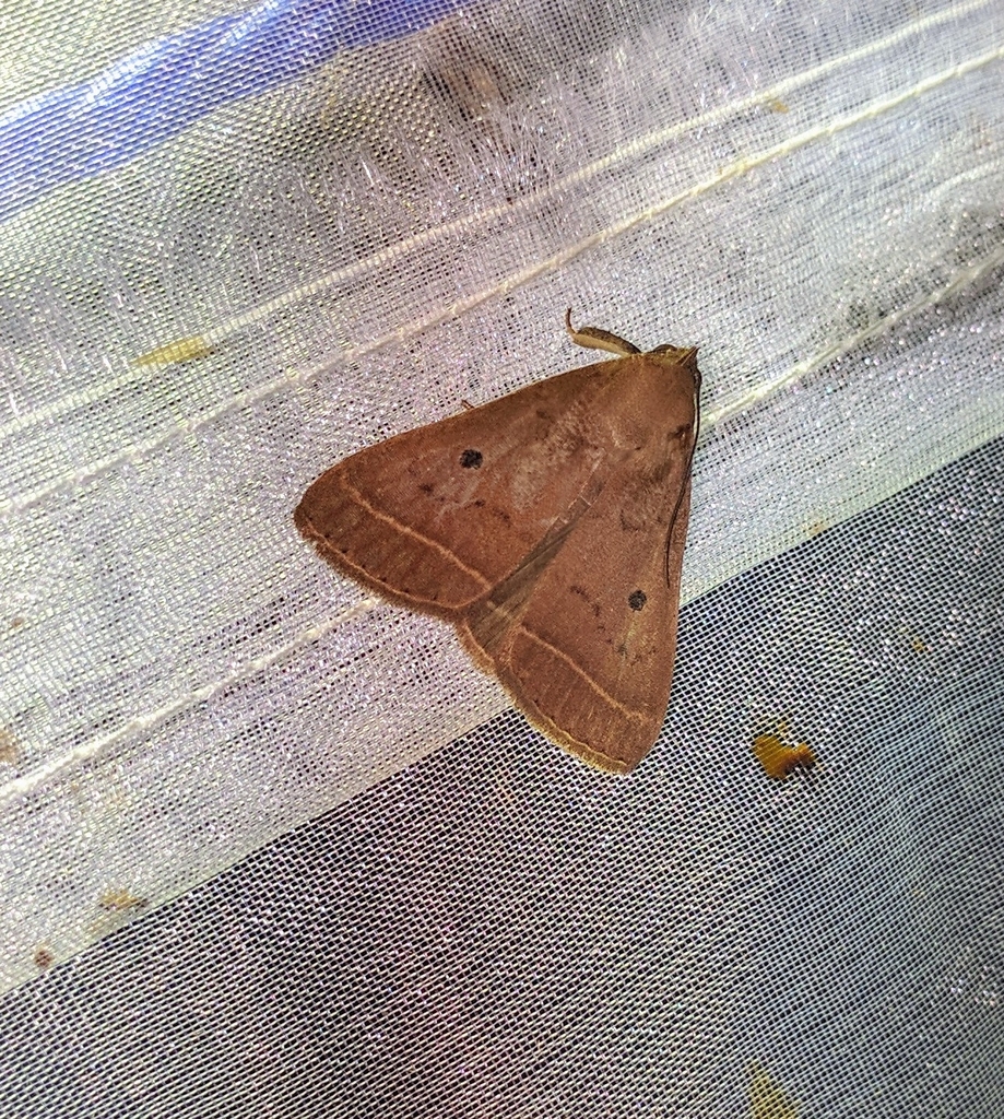 Simplicia anoecta