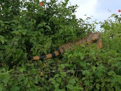 Iguana iguana image