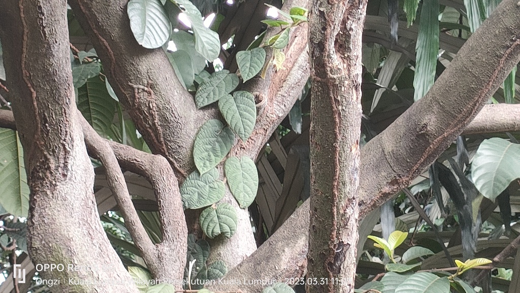 Vảy ốc lá to – Ficus villosa