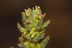 Anthospermum ternatum image