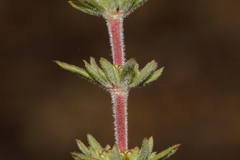 Image of Anthospermum ternatum