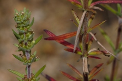 Anthospermum ternatum image