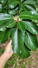 Image of Ficus lutea
