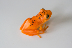 Pristimantis jaguensis