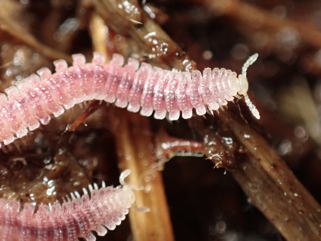 Pink Feather Boa Millipede from Golden Gate National Recreation Area