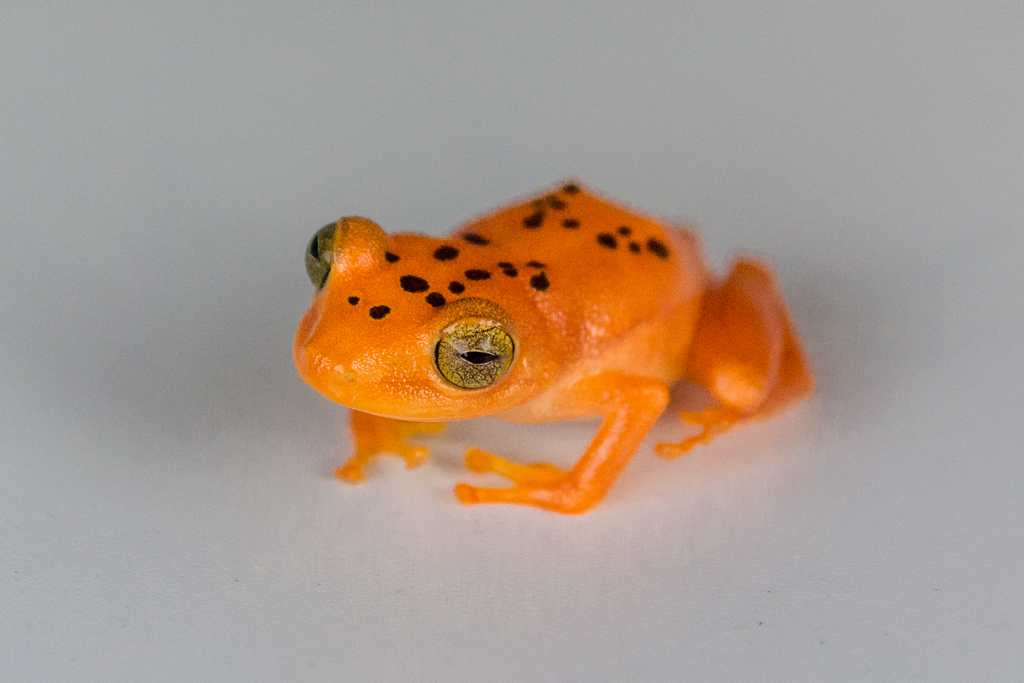 Embalse San Lorenzo Rain Frog