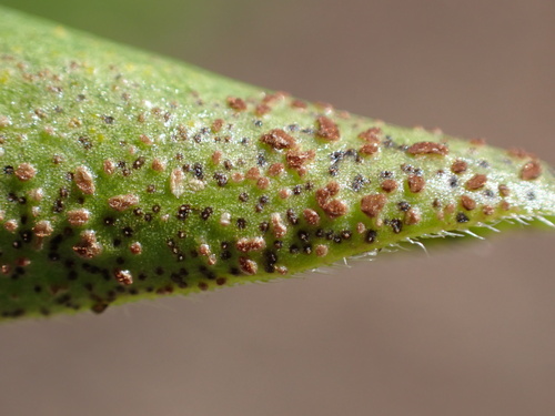 periwinkle rust