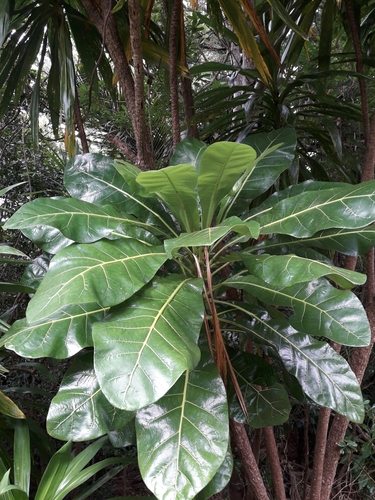 Meryta latifolia, photograph 4