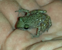 Eleutherodactylus marnockii