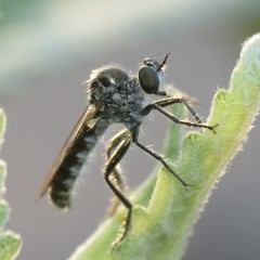 Sintoria cyanea