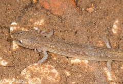Eurycea troglodytes