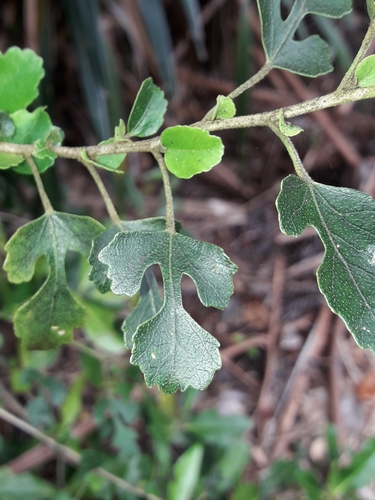 Philip Island hibiscus (Hibiscus insularis)