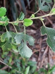 Woodland Hibiscus (Hibiscus insularis)