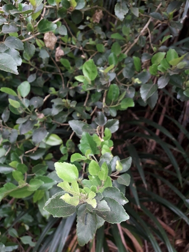 Hibiscus insularis, photograph 2