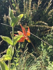 Aquilegia eximia