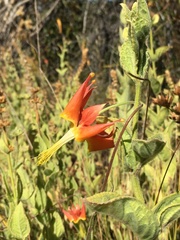 Aquilegia eximia