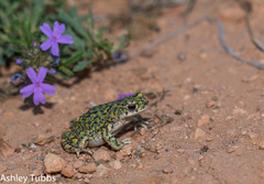 Anaxyrus debilis