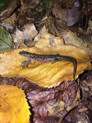Desmognathus carolinensis