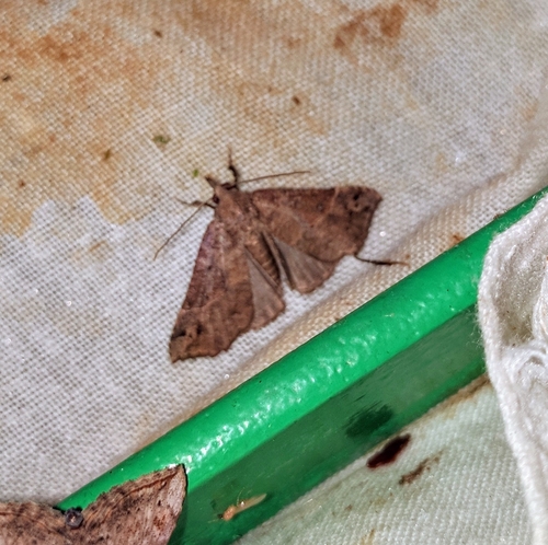 Acidon calcicola · iNaturalist