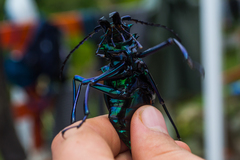 Psalidognathus friendii