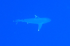 Carcharhinus albimarginatus