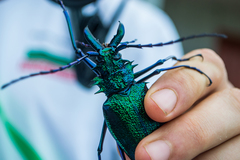 Psalidognathus friendii