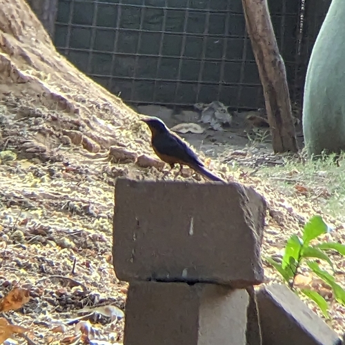 White-crowned Robin-Chat (Cossypha albicapillus), photo 10